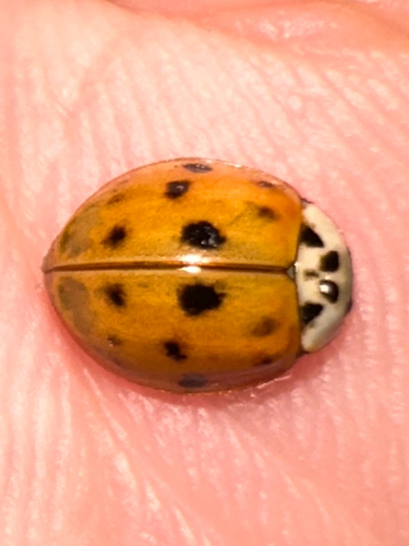Asian Lady Beetle