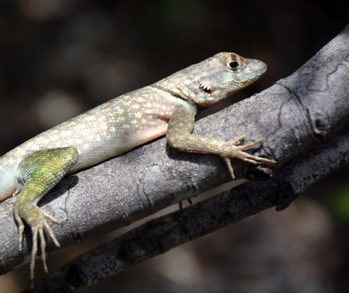 Tropidurus psammonastes