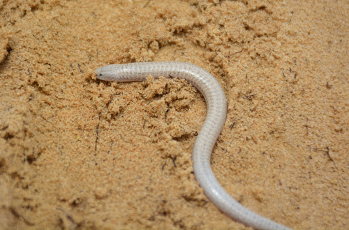 Calyptommatus leiolepis