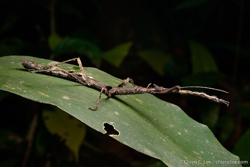 Phenacephorus sepilokensis