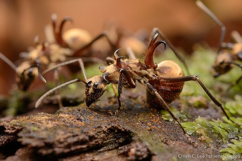 Complex Polyrhachis bihamata · BioDiversity4All