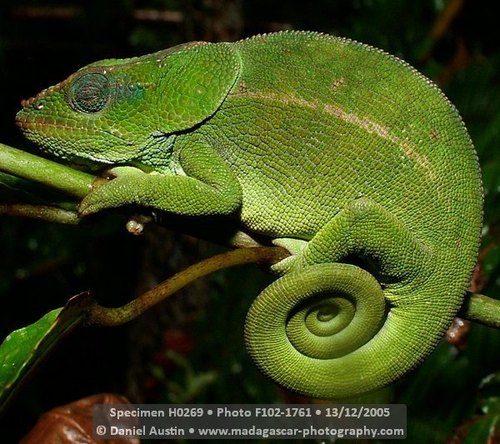 Amber Mountain Chameleon