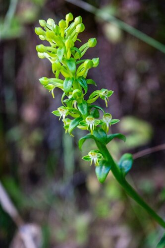 Habenaria edwallii