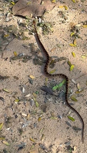 Paraiba Cat-eyed Snake