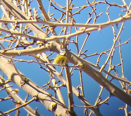 Avistamiento Cyanistes caeruleus