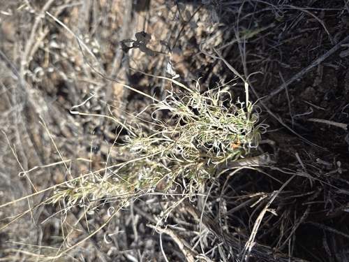 Ear Muhly