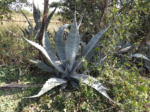 Rough century plant