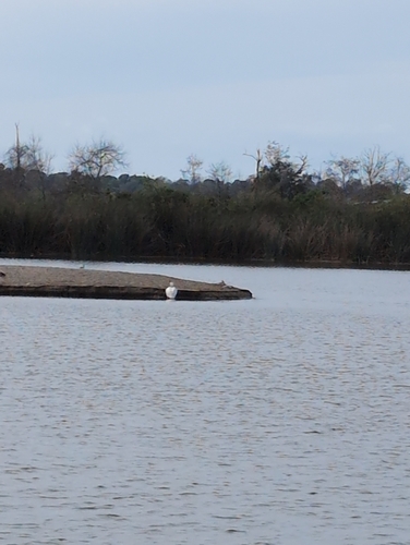 iNaturalist observation photo of Turtles and Tortoises