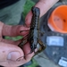 Surgeon Crayfish - Photo (c) Owen Ridgen, all rights reserved, uploaded by Owen Ridgen