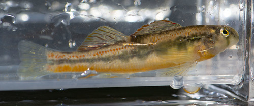 Tennessee Snubnose Darter
