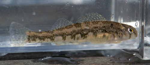 Tennessee Snubnose Darter