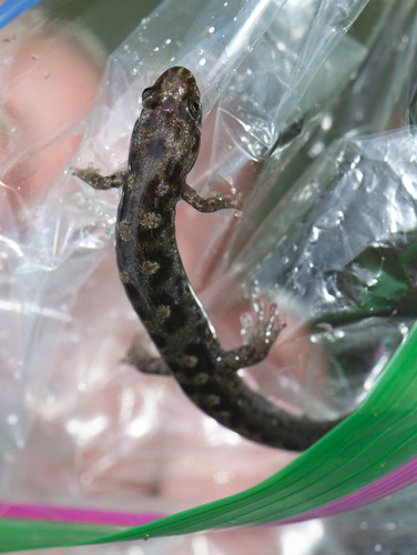 Cherokee Mountain Dusky Salamander