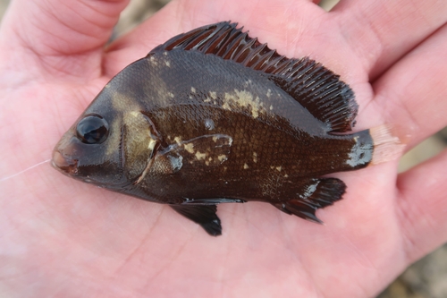 Plectorhinchus gibbosus