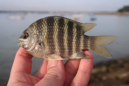 Abudefduf septemfasciatus
