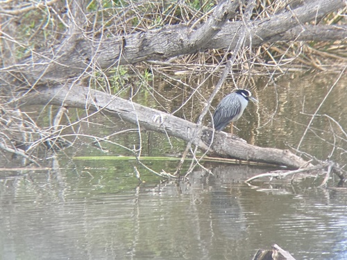 iNaturalist observation photo of Yellow-crowned Night Heron