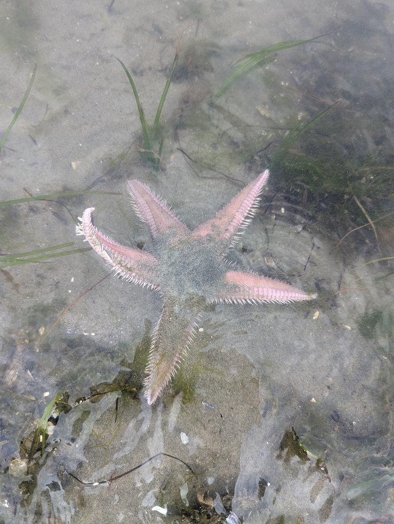 Astropecten from Mission Bl & San Jose Pl, San Diego, CA 92109, USA on ...