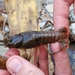 Longnose Crayfish - Photo (c) Owen Ridgen, all rights reserved, uploaded by Owen Ridgen
