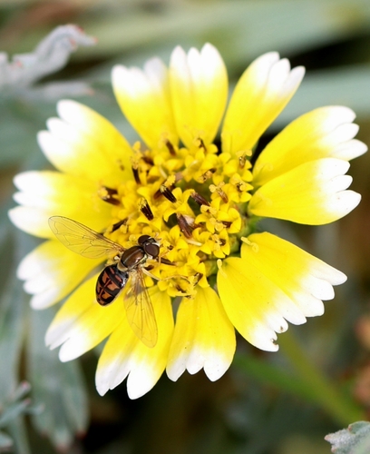 Unknown species found near Verdugo Woodlands, Glendale, CA, USA