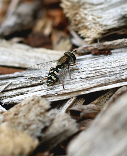 Unknown species found near Verdugo Woodlands, Glendale, CA, USA