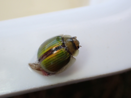 Paropsisterna hectica