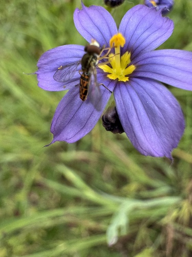 Unknown species found near Crystal Cove State Park, Newport Beach, CA, US