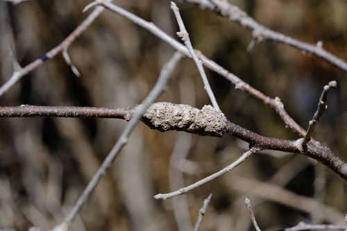 Unknown species found near Capital Memorial Park, Austin, TX 78753, USA