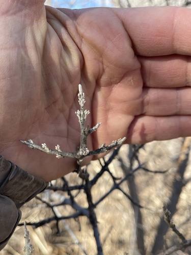 iNaturalist observation 2026-02-15