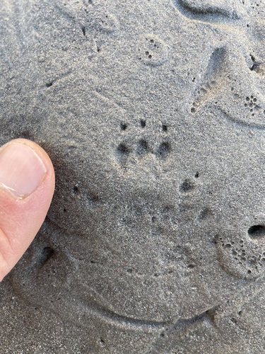 iNaturalist observation 2026-02-15