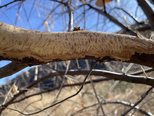 iNaturalist observation 2026-02-15