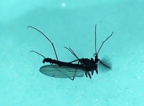 Unknown species found near Montpelier, VT 05602, USA