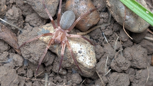 iNaturalist observation photo of False Wolf Spiders