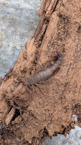 iNaturalist observation photo of Sawfinger Scorpion