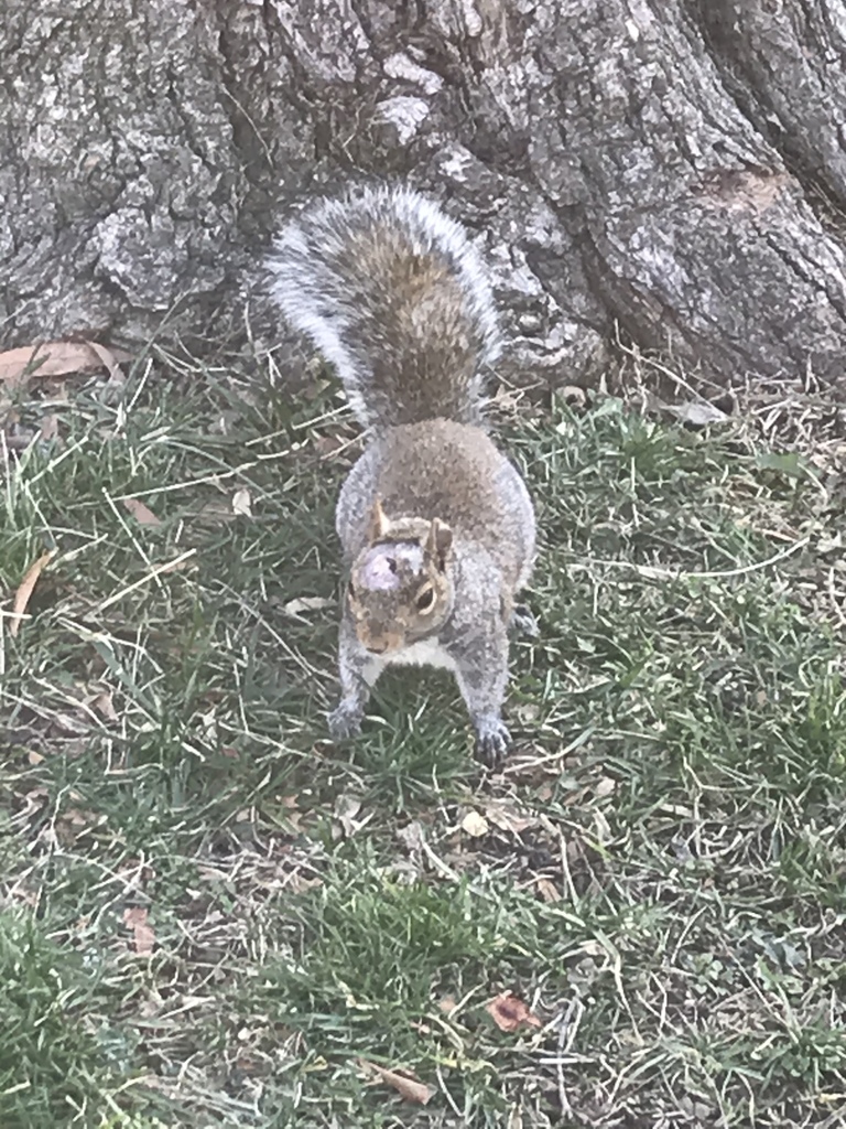 Eastern Gray Squirrel from United States Capitol Grounds, Washington ...