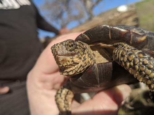 iNaturalist observation photo of Northwestern Pond Turtle