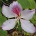 Bauhinia variegata - Photo (c) ritafoo, όλα τα δικαιώματα διατηρούνται, uploaded by ritafoo