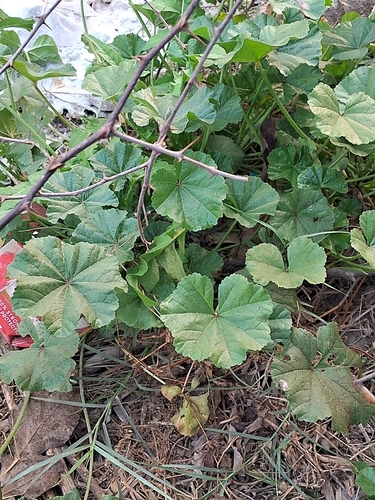cheeseweed mallow