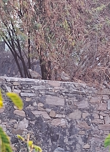 Grey Francolin