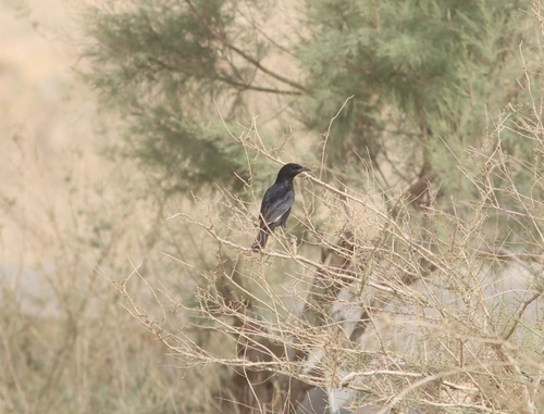 Tristram's Starling