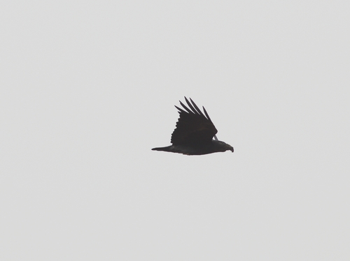 Fan-tailed Raven