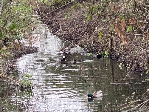 iNaturalist observation photo of Hooded Merganser