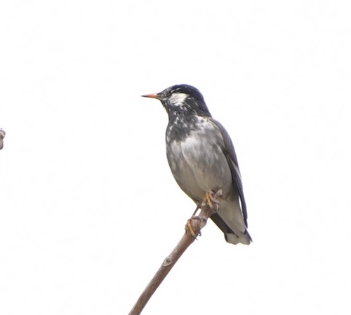 White-cheeked Starling