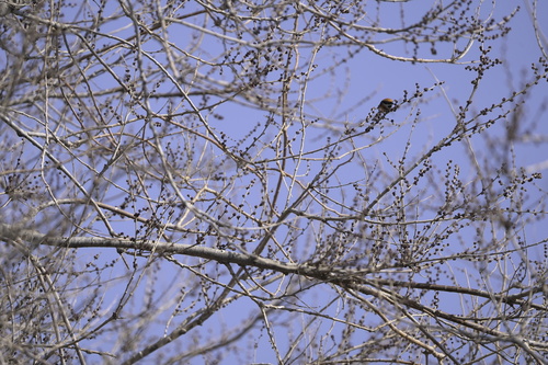 Black-throated Tit