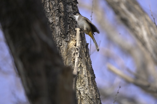 Brown-breasted Bulbul