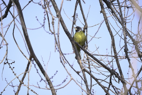 Collared Finchbill