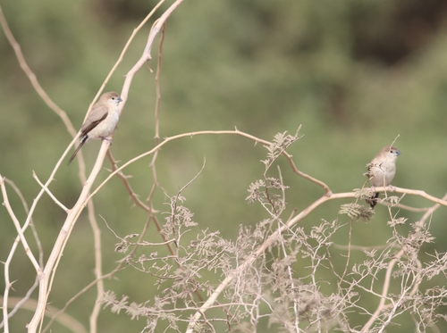Indian Silverbill