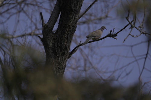Spotted Dove