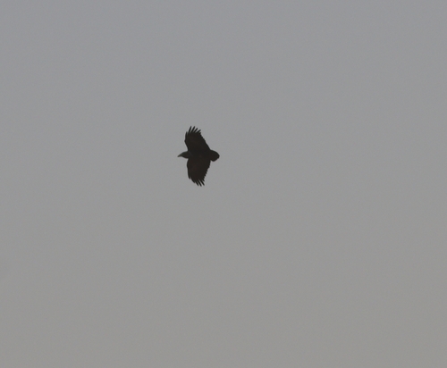 Fan-tailed Raven