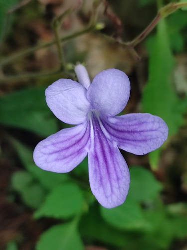 Streptocarpus johannis