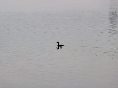 Great Crested Grebe
