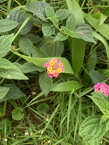 common lantana